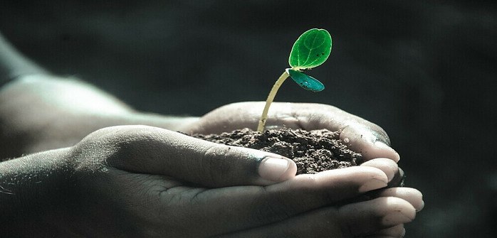 planting-the-seed